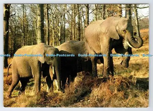 D336951 Wiltshire. Warminster. Elefanten. Longleat. Jarrold. Norwich