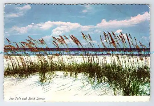 D337036 Seehafer und Sanddünen. Entlang Floridas wunderschöner Küstenlinie. Curteichcol