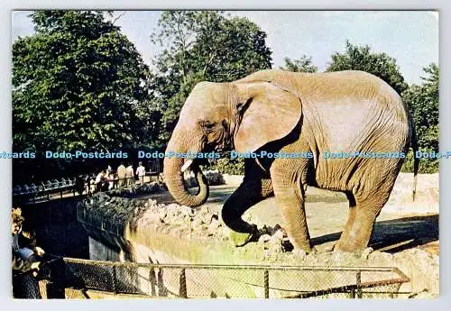 D337055 Afrikanischer Busch-Elefant im Zoo. J. Arthur Dixon. Newport. I.W. Englan
