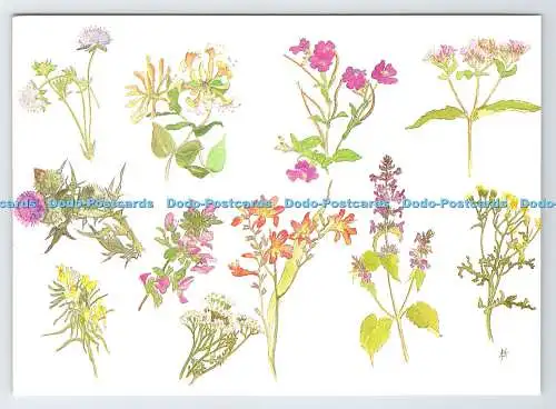 D339002 Wild Flowers of the West Country. Mollie Fisher. Dowrick Design und Prin
