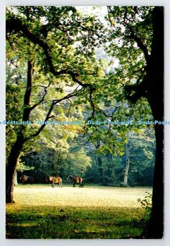 D339006 Ponys im New Forest. J. Arthur Dixon. Geoffrey E. Brindley