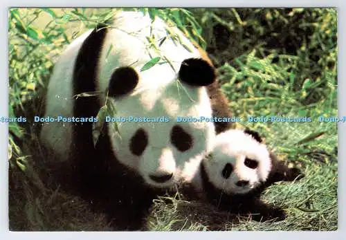D337072 Panda. Eine große Rarität in China gefunden und berühmt für seine Attraktivität