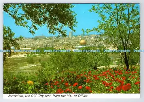 D337087 Jerusalem. Die Altstadt vom Mt. bei Oliven. Palphot