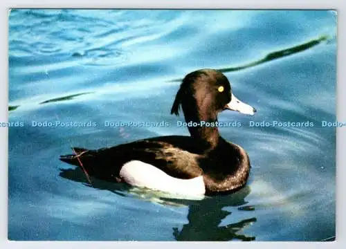 D339039 Slimbridge. Wildfowl Trust. Getuftete Ente. J. Arthur Dixon. W. W. Roberts