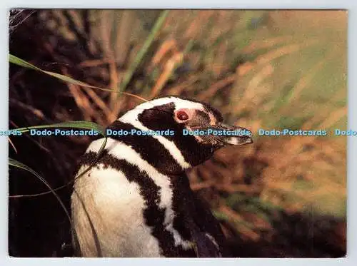 D339040 Magellanpinguin. A. R. Chater. The Pink Shop. Stanley. Falklandinsel