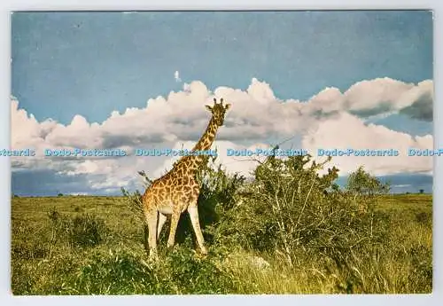 D339083 Giraffe. N.V. Gravo. J. Gast Jr.