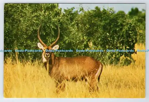 D339084 Wasserbock. N.V. Gravo. Grzimek