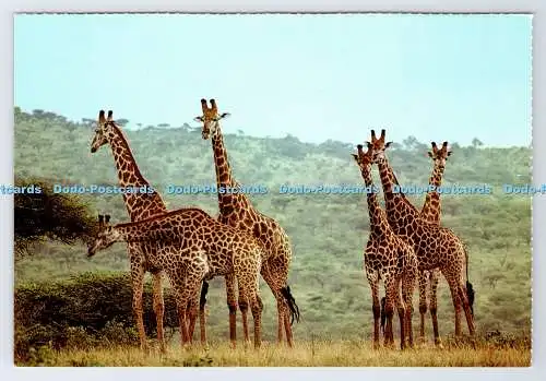 D339086 Südafrika. Wildtiere. Giraffen. Constantia Grüße. M. Reardon
