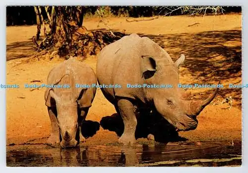 D339087 Südafrika. Wildtiere. Ein Nashorn und sein Kalb. Constantia Grüße.