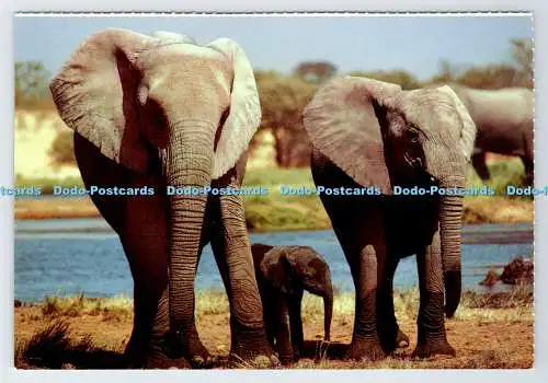 D339088 Südafrika. Wildtiere. Zwei Elefanten. Constantia Grüße. M. Reardon