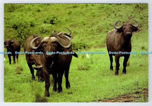 D339089 Südafrika. Wildtiere. Afrikanischer Büffel. Constantia Grüße. M. Reardo