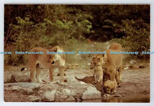 D339091 Südafrika. Wildtiere. Löwinnen und ihre Jungen an einem Wasserloch. Consta