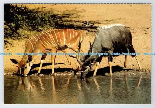D339092 Südafrika. Wildtiere. Nyala schließt sich einigen Kudu-Kühen an. Constantia Grüße