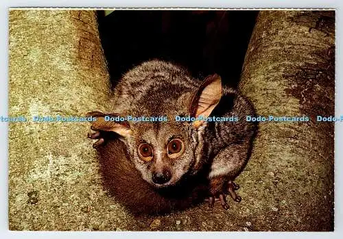 D339093 Südafrika. Wildtiere. Das Bush Baby. Constantia Grüße. M. Reardon