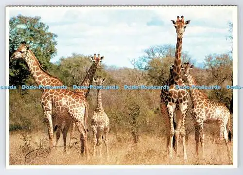 D339094 Südafrika. Transvaal. Krüger Nationalpark. Giraffen. Protea Farbe P