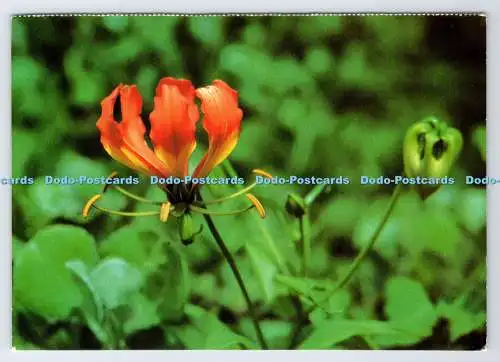 D339095 Blume. Postkarte