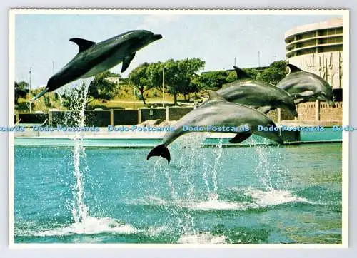 D339096 Südafrika. Port Elizabeth Ozeanarium. Delfine machen ihren Hochsprung.