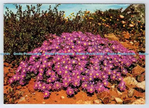 D339097 Wildblumen. Kissen aus lila Vygies oder Mesembs. Rahmenwürdig. Süd A