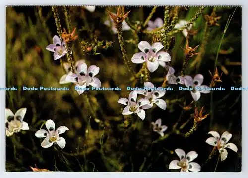 D339099 Wildblumen. Blaue Roella. Rahmenwürdig. Südafrika. Sima Eliovson