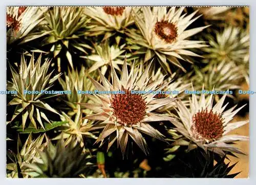 D339102 Wildblumen. Dicoma Zeyheri. Rahmenwürdig. Südafrika. Sima Eliovson