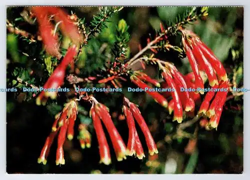 D339103 Wildblumen. Eine rote Heide. Von den Cape Mountains. Rahmenwürdig. Süd A