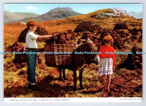 D339114 Irland. Connemara Co. Galway. Rasen vom Moor sammeln. John Hinde