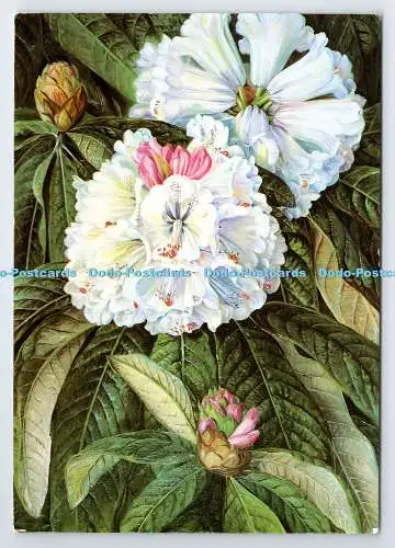 D337177 Gemälde Nr 234 aus der Galerie Marianne Nord. Laub und Blüten von