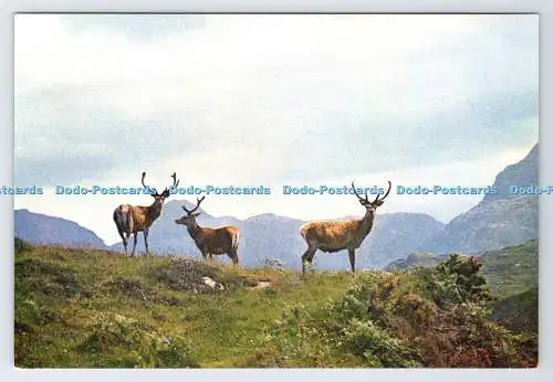 D339135 Rothirsche in den schottischen Highlands. J. Arthur Dixon. Inverness. Schottland
