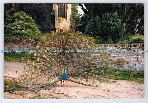 D337201 Brownsea Island. Pfau. J. Arthur Dixon. Newport. I.W. England
