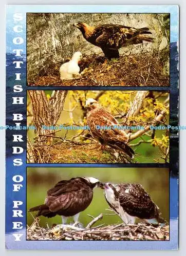 D339158 Schottische Greifvögel. Fischadler. J. Arthur Dixon. Multi View