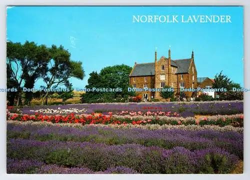 D339164 Norfolk Lavender at Heacham. J. Salmon. Sevenoaks. Kent