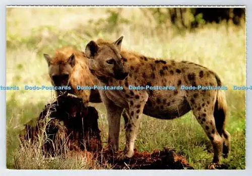 D337227 Südafrika. Wildtiere. Zwei Hyänen bewachen eifersüchtig ihre Tötung. Consta