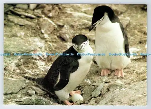 D337228 Antarktis. Kinnriemen Pinguine. The Medici Society. London. David G. Sin