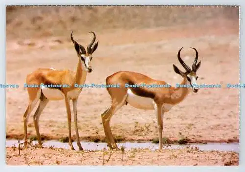 D337229 Südafrika. Wild Life. Anmutiger Springbock. Ständige Grüße. R. King