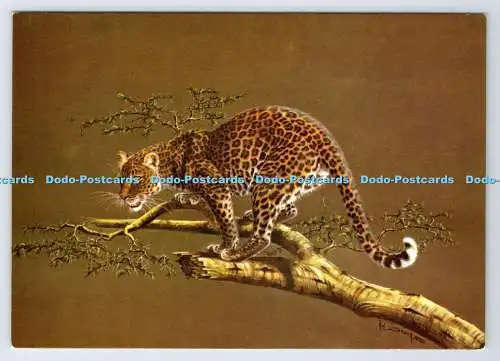 D337231 Leopard auf der Aussicht. Kim Brooks. The Medici Society. London