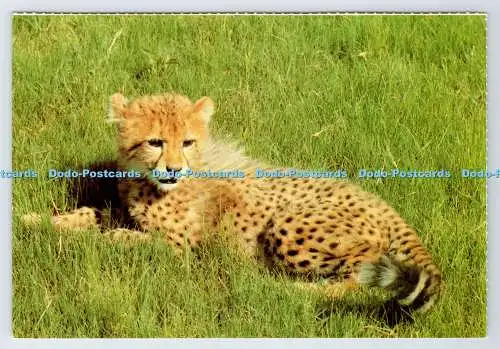 D337232 Südafrika. Wildtiere. Ein Gepardenjunges in der Forschungsstation De Wildt. Nachteile