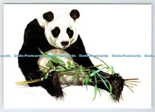 D337234 Panda mit Bambussprossen. Pauline Jay. The Medici Society. London