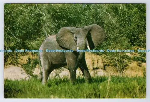 D337235 Afrikanischer Elefant. J. Gast Jr. N. V. Gravo