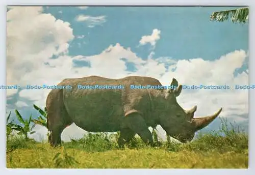 D337236 Weißnashorn. Grzimek. N.V. Gravo