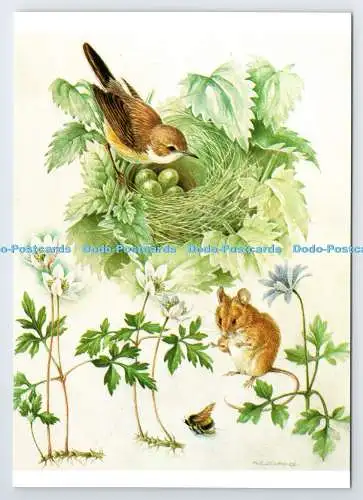 D337264 Whitethroat. Mildred Eldridge. The Medici Society. London