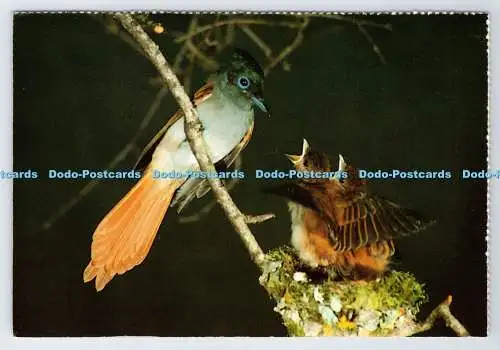 D337271 Südafrika. Vögel. Paradise Flycatcher. Constantia Grüße. H. Von H