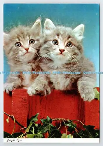 D337309 Helle Augen. Katzen. John Hinde