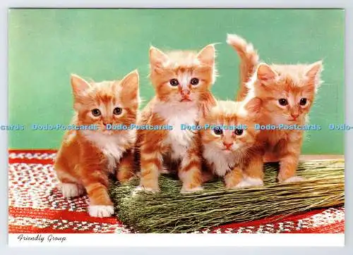 D337311 Freundliche Gruppe. Katzen. John Hinde