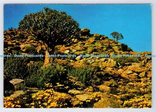 D339293 Wildblumen. Der Kokerboom oder Köcherbaum. Rahmenwürdig. Sima Eliovson