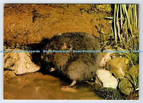 D339300 Wasserventil. J. Arthur Dixon. D. Balharry