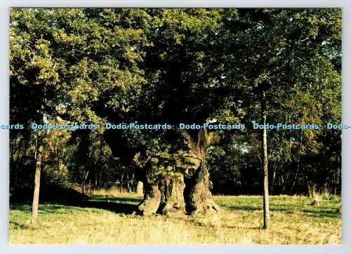 D339334 Nottinghamshire. Sherwood Forest. Major Oak. Richter. C. 6487. X