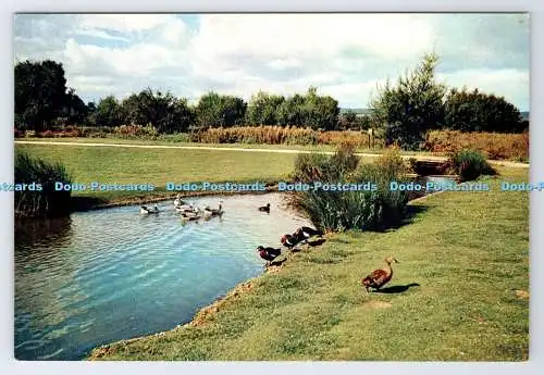 D337407 Gloucestershire. Slimbridge. The Wildfowl Trust. J. Arthur Dixon. Newpor