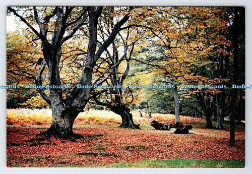D337412 Gloucestershire. Forest of Dean Old Beeches in der Nähe von Lydbrook. J. Arthur Dix