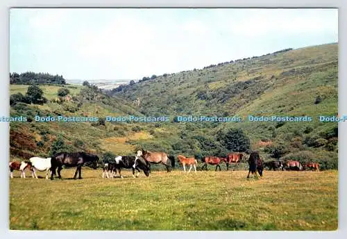D337417 Devon. Dartmoor Ponys. J. Arthur Dixon. Newport. I.W. England. A.W.B
