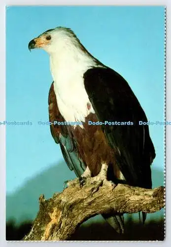 D339399 Südafrika. Vögel. Fischadler. Constantia Grüße. J. Seligman